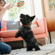 Load image into Gallery viewer, P.L.A.Y. Snack Attack Collection - Lollipup Toy being dangled above a little black dog by dog mom with smiles on both of thier faces in a living room
