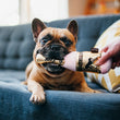 Load image into Gallery viewer, P.L.A.Y. Puppy Love Collection - Barking Bubbly Toy tip of bottle in Frenchie's mouth on a blue couch