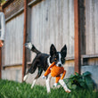 Load image into Gallery viewer, Holiday Classic Collection by P.L.A.Y. - Holiday Hound Turkey Toy in mouth of dog running in backyard