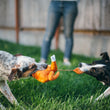 Load image into Gallery viewer, Holiday Classic Collection by P.L.A.Y. - Holiday Hound Turkey Toy being shared with two dogs playing and one dog is pulling on the bungee leg stretching it out