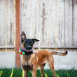 Load image into Gallery viewer, Holiday Classic Collection by P.L.A.Y. - Yummy Yuletide Log Toy in mouth of dog ready to play in the backyard