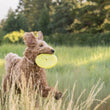 Load image into Gallery viewer, P.L.A.Y. ZoomieRex InfiniDisc - lime green in dog's mouth running through tall grass with ears flapping in the wind