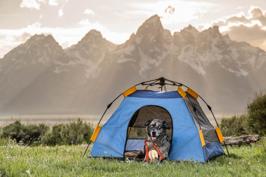 Scout & About Landscape Series Outdoor Dog Tent by P.L.A.Y. -  dog sitting up with Camp Corbin Pack Leader Lantern Toy in River tent with snowcapped mountains behind it