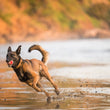 Load image into Gallery viewer, P.L.A.Y. Dog Tennis Ball - in mouth of a large brown dog running fast on the beach kicking up wet sand