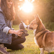 Load image into Gallery viewer, P.L.A.Y. Forest Friends Collection - Robby the Raccoon Toy nose to nose with a Corgi in the forest with dog mom holding toy