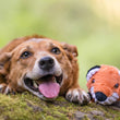Load image into Gallery viewer, P.L.A.Y. Forest Friends Collection - Forest the Fox Toy - Close up headshot next to a Corgi both facing the camera laying in a forest