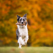 Load image into Gallery viewer, P.L.A.Y. USA-made Lumber Jax Lickinlog - large size in dog's mouth running through a grass field in the fall