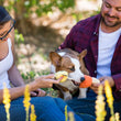 Load image into Gallery viewer, P.L.A.Y. Howling Haunts Collection - Canine Corn Toy with Corgi biting the center rope and parents pulling on either side