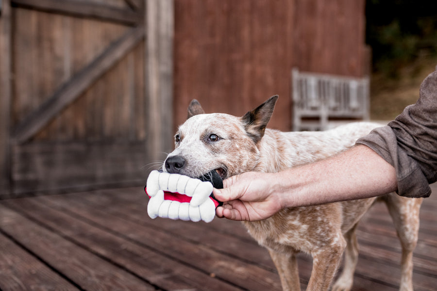 P.L.A.Y. Howling Haunts Collection - Barky's Bite Toy in dog's mouth with dog dad assisting outside on a barnwood deck