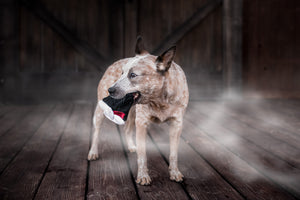 P.L.A.Y. Howling Haunts Collection - Barky's Bite Toy in dog's mouth outside a barn with spooky fog around it