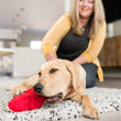 Load image into Gallery viewer, P.L.A.Y. Tropical Paradise Collection - Wagging Watermelon Toy being chewed on by a lab in the living room with dog mom