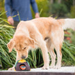 Load image into Gallery viewer, Camp Corbin Collection by P.L.A.Y. Trailblazing Tent Toy - Golden Retreiver sneaking up on tent toy outdoors with nose right above the top of the toy