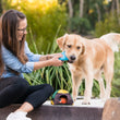 Load image into Gallery viewer, Camp Corbin Collection by P.L.A.Y. Trailblazing Tent Toy - dog mom holding onto blue sleeping bag toy with golden retrevier holding the other end in its mouth oudoors