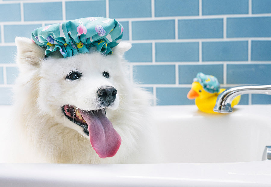 P.L.A.Y. Splish Splash Collection - Shower cap toy on fluffy white dog in bathtime with tounge out happy