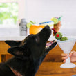 Load image into Gallery viewer, P.L.A.Y. Barktender Collection - Pawtini Toy - beautiful black dog getting ready to bite the toy while dog mom is holding it