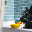 Load image into Gallery viewer, P.L.A.Y. Splish Splash Collection - Bubbles the Duck Toy on rim of tub with black Scottish Terrier nose to beak inside the bathtub with pretty blue tile behind it and cream shower curtain to the side