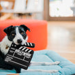 Load image into Gallery viewer, Hollywoof Cinema Doggy Director Board