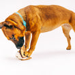 Load image into Gallery viewer, Camp Corbin Collection by P.L.A.Y. Gimme S'more Toy long brown dog pulling at toy with mouth