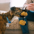 Load image into Gallery viewer, Mini Pup Cup Cafe Collection - small dog with cookies in its mouth bringing it to human who is sitting on a couch