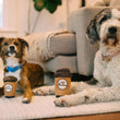 Load image into Gallery viewer, Pup Cup Cafe Collection by P.L.A.Y. - Lifestyle of image with small and big dog sitting with extra-small and medium toys between their paws to show size  looking into camera in the living room