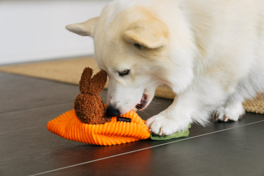 P.L.A.Y. Hippity Hoppity Collection - Funny Bunnies Toy underneath a fluffy white Corgi trying to pull the bunnies out