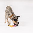 Load image into Gallery viewer, P.L.A.Y. Puppin' Champagne Dog Toy dog biting toy at the base of the bottle
