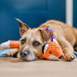 Load image into Gallery viewer, P.L.A.Y. Forest Friends Collection - Forest the Fox Toy being used as a pillow by a pup faces next to each other