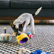 Load image into Gallery viewer, P.L.A.Y. Mini Party Time Collection - Canine Crown Toy being bit by a small black and gray dog with other party toys surrounding it in the living room