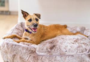 P.L.A.Y. Dreamland Lounge Bed Collection - Sandstorm with shaggy dog laying in it smiling