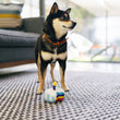 Load image into Gallery viewer, P.L.A.Y. Mini Party Time Collection - Bone-appetite Cake Toy in betwee the front paws of a small black and brown dog standing up