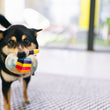 Load image into Gallery viewer, P.L.A.Y. Mini Party Time Collection - Bone-appetite Cake Toy in mouth of small black and brown dog staring into you