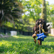 Load image into Gallery viewer, P.L.A.Y. Mini Party Time Collection - Best Day Ever Balloon Toy hanging from black mini poodles mouth running through grass in backyard