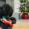 Load image into Gallery viewer, P.L.A.Y. Home for the Holidays Collection Holiday Hauler - toy being played with by black Poodle on woven rug in front of fireplace and Christmas Tree