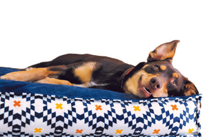 Dog laying on a Marina Boxy Bed in Cobalt Blue