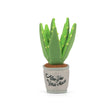 Load image into Gallery viewer, Blooming Buddies Collection by P.L.A.Y. Aloe-ve You Toy