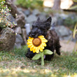 Load image into Gallery viewer, Blooming Buddies Collection by P.L.A.Y. Sassy Sunflower Toy in dog's mouth as he runs through the grass