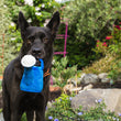 Load image into Gallery viewer, Blooming Buddies Collection by P.L.A.Y. Waggin' Watering Can Toy being used to water plants by beautiful black dog