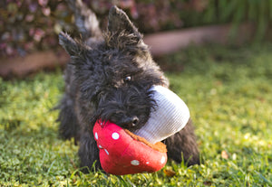 Blooming Buddies Collection by P.L.A.Y. Mutt's Mushroom Toy in dog's mouth outside
