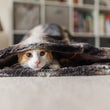 Load image into Gallery viewer, P.L.A.Y. Snuggle Bed - Graphite Black with tabby cat peering out of snuggle bed laid flat and staring into the camera with big eyes