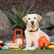 Load image into Gallery viewer, Camp Corbin Toy Set by P.L.A.Y. with Lab sitting outside in backyard