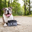 Load image into Gallery viewer, P.L.A.Y.'s Landscape Series Travel Bowl - Eclipse bowl with Bulldog smiling on a dirt road surrounded by trees