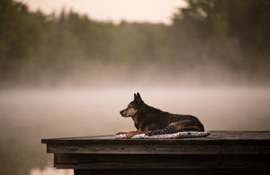 Scout & About Outdoor Chill Pad in Vanilla with dog sitting on dock with fog in background