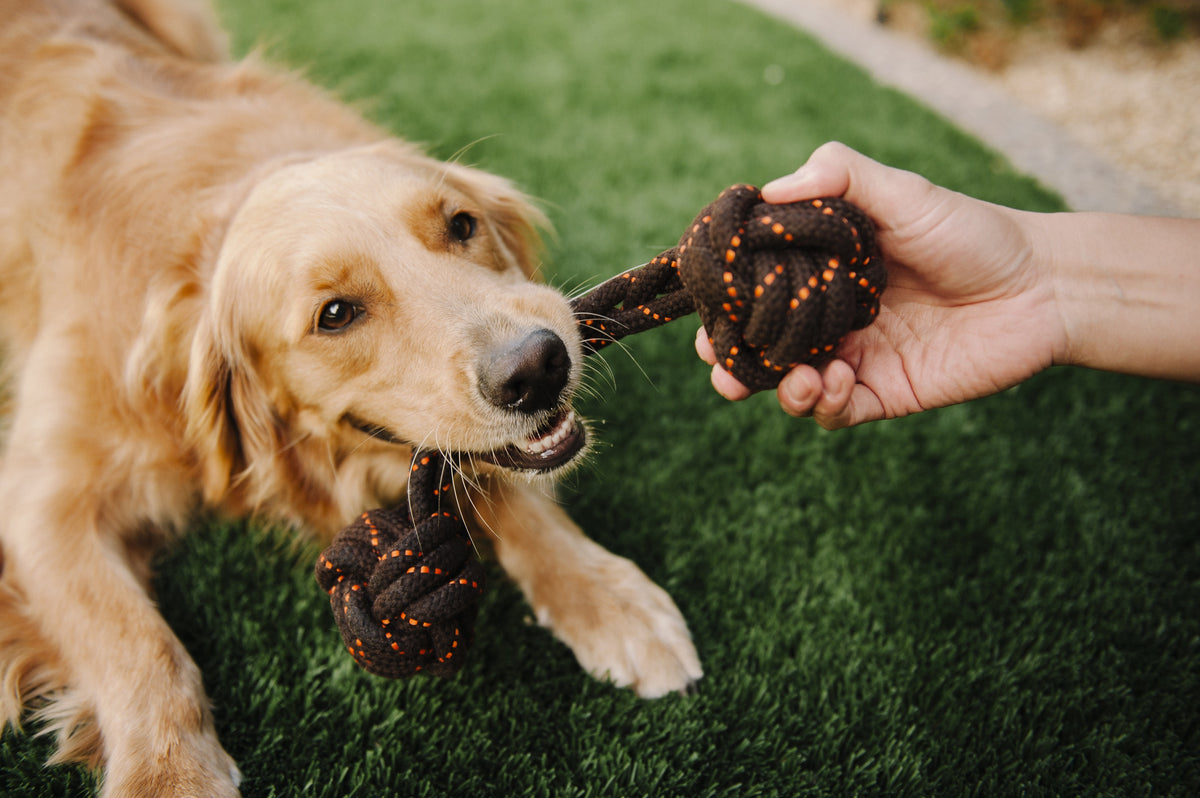 Puppy eating rope toy 2025