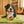 Load image into Gallery viewer, Original Chill Pad in Pistachio with big mountain dog smiling
