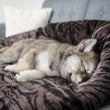 Load image into Gallery viewer, P.L.A.Y. Snuggle Bed - Truffle Brown laid flat on a gray couch with small fluffy puppy streched out sleeping on it