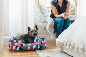 Mosaic Lounge Bed by P.L.A.Y. in Soda Pop with Frenchie inside looking up to camera in bedroom