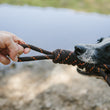 Load image into Gallery viewer, Gallery: Tug Rope Toy PY7037BSF