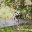Load image into Gallery viewer, Gallery: Toss & Float Toy PY7039ASF
