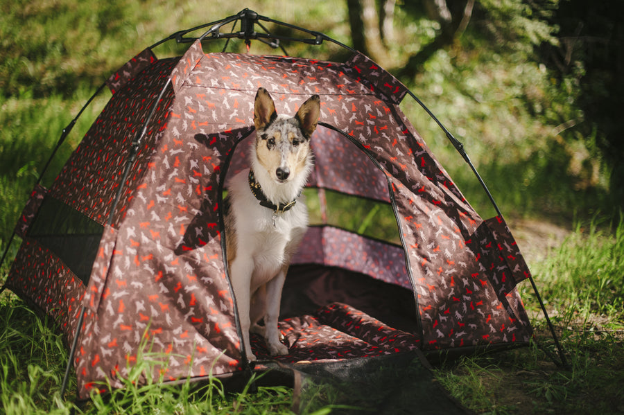 Gallery: Outdoor Dog Tent PY6006ASFScout & About Outdoor Dog Tent by P.L.A.Y. - white dog peering out of tent door