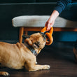 Load image into Gallery viewer, P.L.A.Y. International Classic Poochie Pretzel Toy - brown Frenchie playing tug with dog mom on wood floor